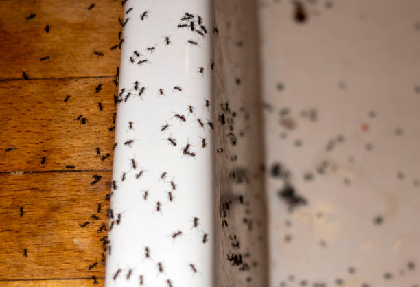 Best Emergency Pest Control  in Casselton, ND