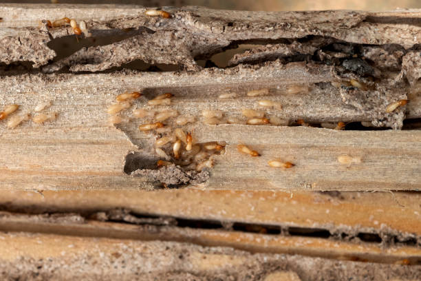 Best Best Pest Control Companies  in Casselton, ND
